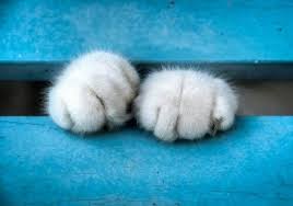 Gelde Isirma Su Elleri Cat Paws Pretty Cats Cats