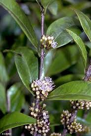 Image result for Memecylon