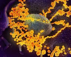 In myasthenia gravis, the voluntary muscles become weak, causing the eyelids to droop, among other problems. Remdesivir Shows Clinical Improvement In Phase Iii Covid 19 Trial