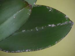 Image result for puklice na orchideích obrázek