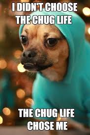 Minion The Chug Not Enough Chug Love Out There I Ve Wanted To Do This Meme Since He First Got This Hoodie Chug Dog Chug Puppies Animal Antics