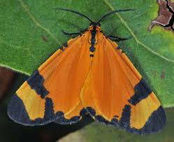 Image result for Acridocarpus chloropterus