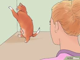 Ciftlesme Donemindeki Kedi Nasil Sakinlestirilir 11 Adim
