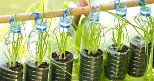 The more holes you make, the faster the. It S Free Great Idea For Making Container Garden From Waste Plastic Bottles Save Mother Earth Nurserylive Wikipedia