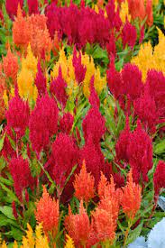 Celosia Argentea Plumosa Group Photo Alyssum Alstroemeria Flowers