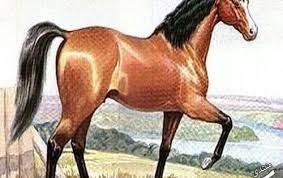 صور خيول عربية أجمل الخيول العربية الاصيلة صور فرس عربى 2019 صور خيول kntosa com 11 19 154 horses beautiful horses horse photos