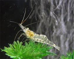 This can happen a lot throughout the year, so don't be surprised if you find several transparent shells around the tank. Best Freshwater Aquarium Shrimp For Beginners