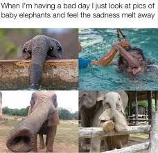 21 Funny Animal Memes And Pictures Of The Day Daily Lol Pics Funny Animal Memes Baby Animals Funny Cute Baby Animals