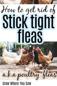 What Kills Fleas Instantly On Dogs: Types Of Flea Treatments