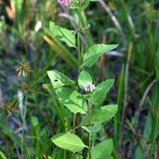 Image result for Pluchea ovalis