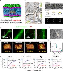 Use it in your personal projects or share it as a cool sticker on whatsapp, tik tok, instagram, facebook messenger, wechat, twitter or in other messaging apps. Transport Of A Graphene Nanosheet Sandwiched Inside Cell Membranes Science Advances