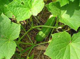 You can use either of them or a combination to check if your delicious squash reached its maturity. Harvesting Ripe Cucumbers Tips For Harvesting And Storing Cucumber Fruit