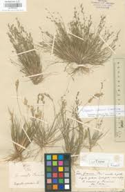 Image result for Eragrostis gummiflua