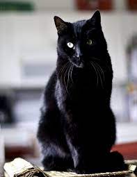 Handsome Black American Short Haired Cat Omaha American Shorthair Cat Black American Shorthair American Shorthair