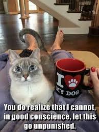 Top 25 Memes Of The Week Cheezburger Users Edition 160 Cat Jokes Karen Memes Cat Memes