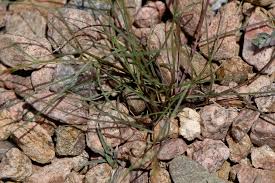 Image result for Aristida adscensionis