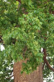 Image result for Khaya anthotheca