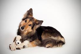 And she cannot keep her paws away from anything. Schaferhund Mix Mischling Schaeferhundseite De