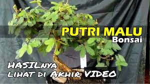 Kumpulan gambar kartun minion hitam putih himpun kartun gambar hewan hitam putih mewarnai gambar merupakan suatu bentuk tiruan baik tiruan makhluk hidup benda mati. Ini Dia 2 Jenis Bahan Bonsai Putri Malu Mimosa Pudica Pigra Yang Bisa Dibonsai Youtube