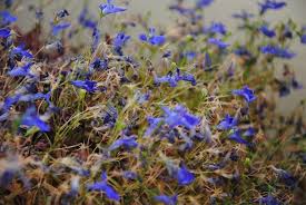Image result for lobelia