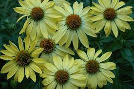 Press seeds into soil, do not cover. K Echinacea Sunrise Echinacea Plants Beautiful Flowers Photos