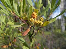 Image result for Myrica spathulata