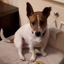 Milo The Jack Russell Terrier Dogs On Camera