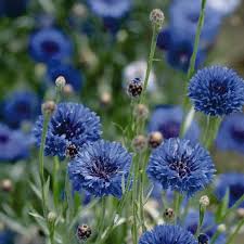 Image result for Centaurea