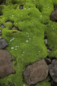 Wet Moss Over Volcanic Rocks Photograph Moosgarten Moderner Japanischer Garten Japanischer Garten