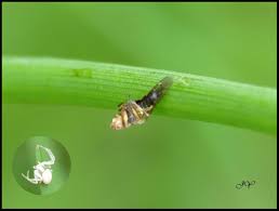 Image result for phytomyza gymnostoma