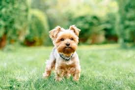 Der agile hund mit einer lebenserwartung von bis zu 15 jahren ist sein ganzes leben aktiv und will beschäftigung. Yorkshire Terrier Hunderasse Mit Bild Info Temperament Charakteristiken Und Fakten