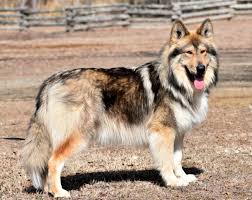 The native american indian dog is an intelligent dog breed that originated from the united states, also known as naid. German Indian Dogs