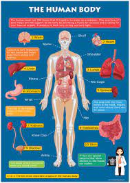674 x 599 photo description: Kids Learn The Human Body Skeleton Organs Educational Toddlers Childs Poster Art Print Wall Chart A3 30cm X 42cm Buy Online In Romania At Desertcart 116493107