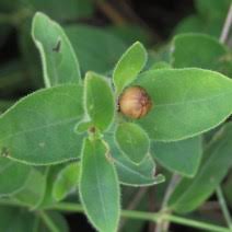 Image result for Ruellia cordata