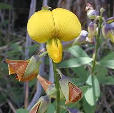 Image result for Crotalaria pallidicaulis