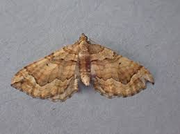 Image result for Pelurga comitata