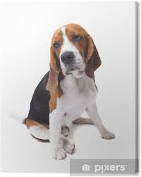 Beagle gray velvet pet sofa bed $ 239.91. Face Of Beagle Dog On White Background Canvas Print Pixers We Live To Change