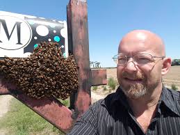 What are the odds of a honeybee swarm survival in the wild?