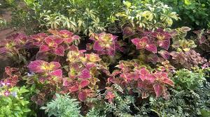 Image result for Coleus rhodesianum