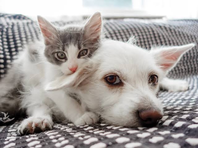 Pet Adoption 101: Cat-to-Dog Introductions