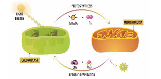 We did not find results for: Science Quiz Photosynthesis And Cellular Respiration Proprofs Quiz
