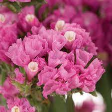 No floral arrangement is complete without its fair share of flower fillers. Statice Filler Flower Tinted Bright Pink Fiftyflowers Com