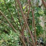 Image result for Putterlickia