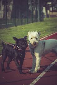 Our commitment to your dog's…. Northern Virginia Aggressive Dog Training Washington Dc Va