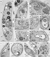 Image result for Isonema