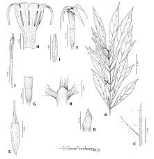 Image result for Massularia