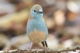 Image result for Marsdenia angolensis