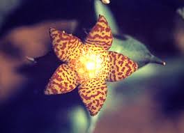 Image result for Orbea schweinfurthii