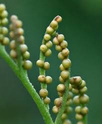 Image result for Botrychium dissectum