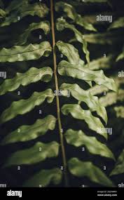 Image result for Drynaria volkensii